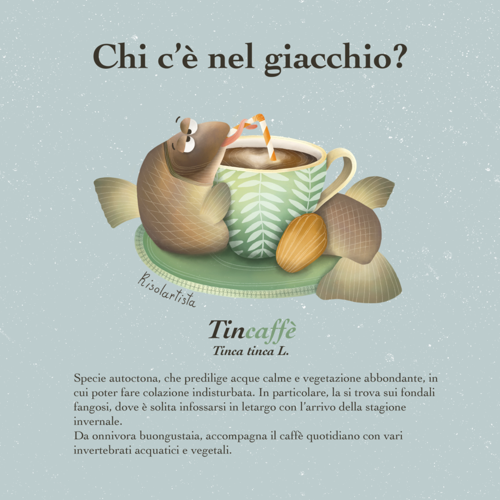 Tinca illustrata con tazza di caffè
