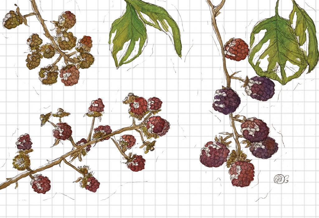 Rovo more marmellata illustrazione