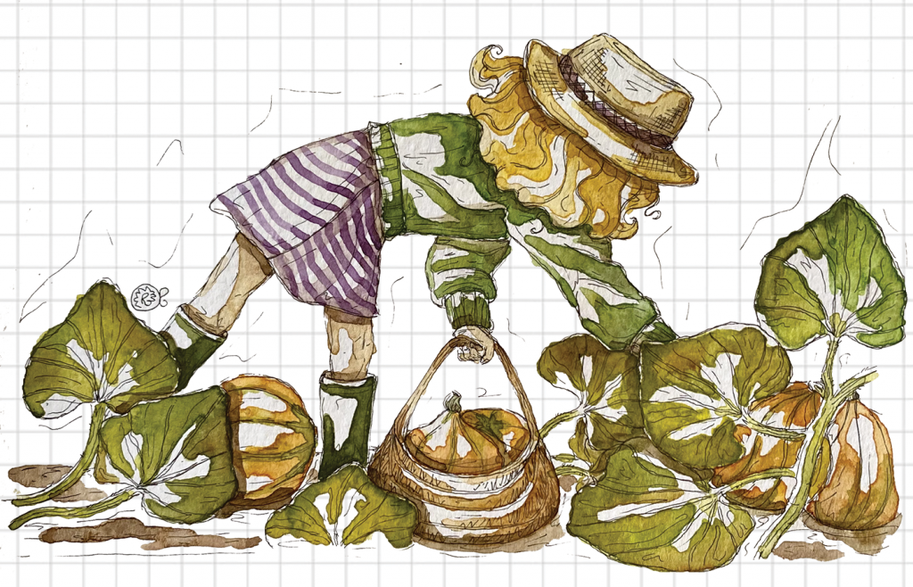 Illustrazione campo Zucche Hokkaido